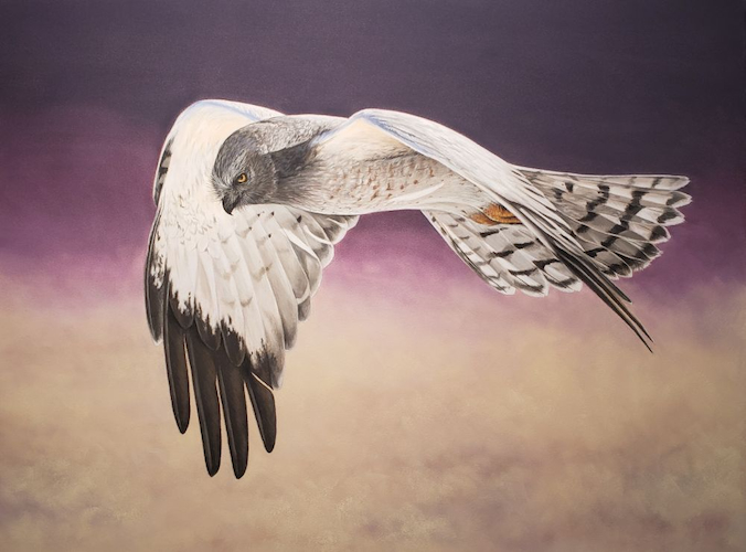 Gray Ghost 12x16 $990 at Hunter Wolff Gallery